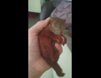 Collab DailyDoseOfInternet - Girl hold baby squirrel lick her finger