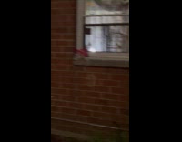 Collab WINY - Apartment room window filled with noisy birds