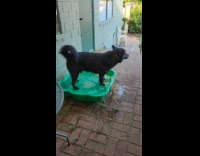 Dog spins around inhales water before drinking