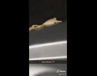 Guy injured frog silver hot tub jacuzzi 