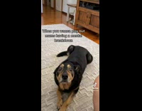 Dog laying on rug looks worried flinches 