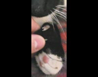 Pet cat with three thumbs touched by the filmer