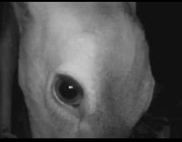 Eyes of deer up close camera night