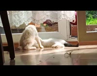 Two cats fight wrestles on the floor