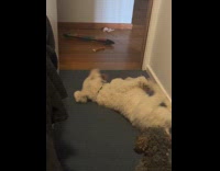 Dog being goofy rolls on the floor