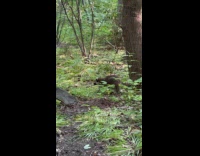 Submitter shows raccoon casually roams at park