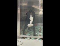 Dog presses face against glass door 