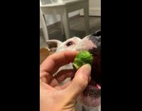 Pitbull Terrier at Home and Outside Compilation