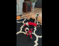 Brown puppy chews its back foot 
