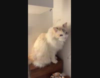 Cat stop mid lick fur stuck in mouth
