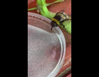 Collab DailyDoseOfInternet - Tired bee drinks sugar water from a lid