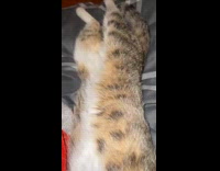 Cat meows while sleeping 