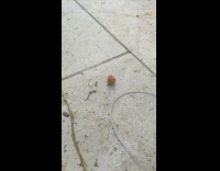 Pet dog plays with the strawberry on the ground