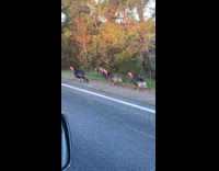 Turkeys talk back to filmer on road