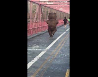 Collab WINY - Random person wears inflatable bear on bridge