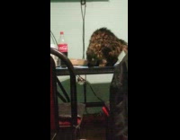 Cat on table open pizza box coke