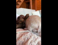 Goose comforts dog after checkup on bed