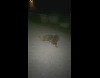 Two wild hedgehog fight on street night