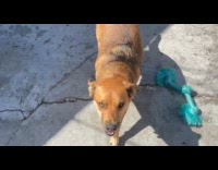 Dog steals friend rope toy while playing 