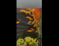 Small goldfishes in fish tank follow finger