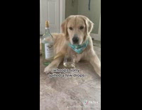 Golden retriever dog wine bottle blue bandana 