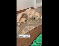 Brown puppy dog sleeps on grey mat 