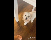 Collab Pets For All - Dog runs around living room white table 