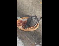 Fat pigeon stands on and eats pizza 