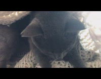 Cat kneads and lays underneath blanket 