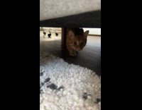 Cat dilated eyes approaches filmer under bed