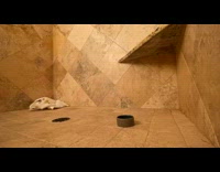 Time Lapse of pet hedgehog and dog inside the bathroom