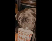 Girl gives pug starbucks puppuccino treat car