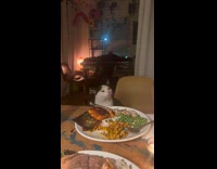 Cat smelling plate of food 