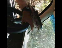 Guy drives with fish on hand 