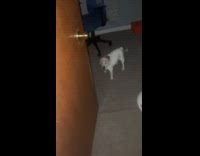 Dog wants hooman to chase him 