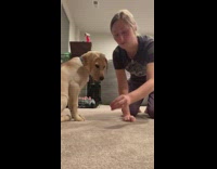 Fruit snack challenge golden retriever puppy success 