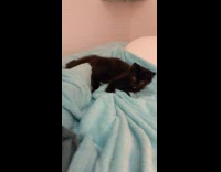 Black cat playing with blanket sticks tongue out