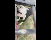 White dog face shaking too close to exhaust