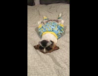brown dog with banana pjs snoring in bed