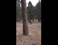 Donkey runs towards hooman to greet her 