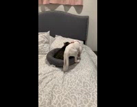 Puppy tries to share grey cat bed 