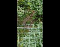 Caracal cat carries food circles to the pathway