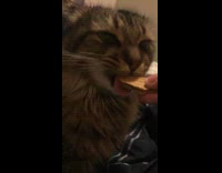 Guy let cat bite ginger snap cookie