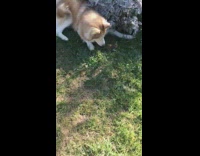 Brown husky dog gopher rodent grass guy