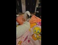 Brown cat licks white cat on bed 