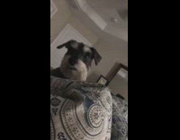 Black white schnauzer dog bella looks up