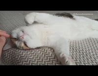 Brown white cat lays back chevron blanket