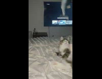 Cat playing with fish toy falls off bed 