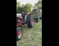 Dog drives red tractor hay bales overalls