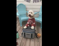 Dog brown jacket sports pack photo shoot